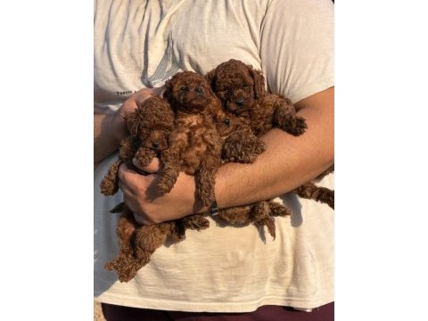 Aşılı çiş eğitimli büyümeyen toy poodle bebekler 