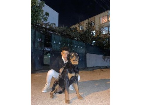 Koca kafa macar rottweiler köpeği