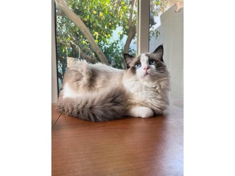 Dünyalar yakışıklısı prensime ragdoll eş arıyorum