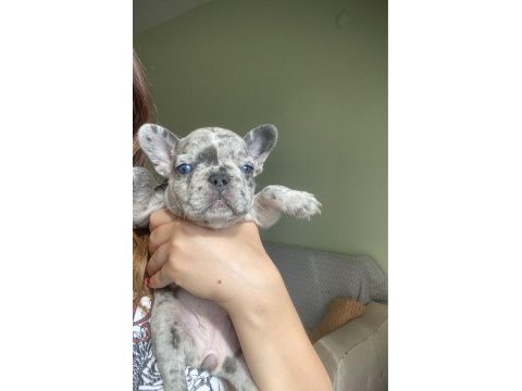 Blue merle french bulldog