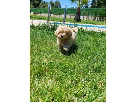 Maltipoo yavruları sizleri bekliyor