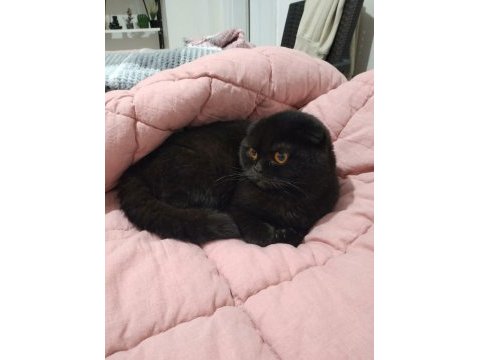 Siyah yavru scottish fold ilanı