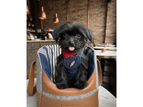 Black morkie çok sevimli