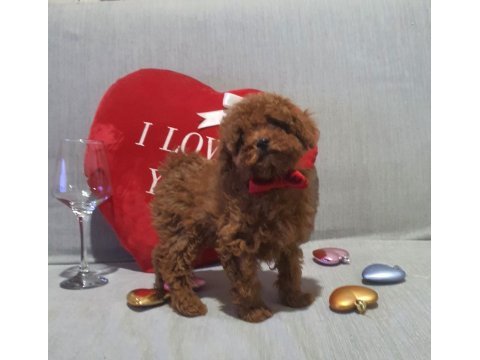 Oyuncak değil gerçek poodle köpekler