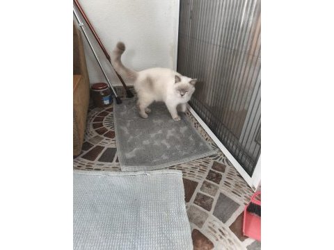 Sahiplendirme kedimiz bulut erkek 1 yaşında