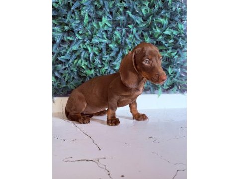 Dünyanın gözdesi ırk mini dachshund