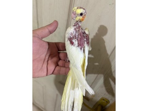 39 günlük sultan papağanı kusursuz lutino bebek