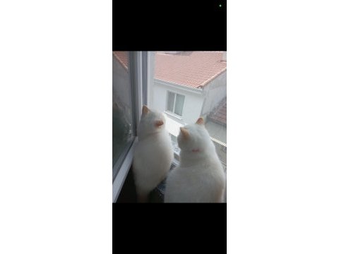 7 aylık exotic shorthair dişi yavrular