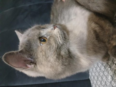 British shorthair tarçın