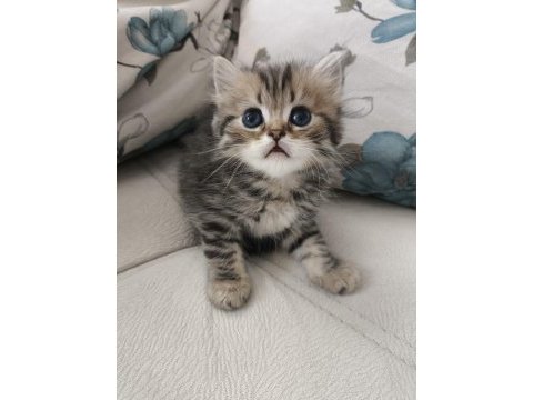 Safkan british shorthair yavru