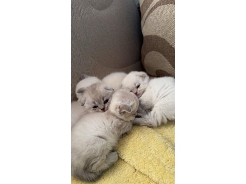 A kalite 2 aylık scottish fold yavrular