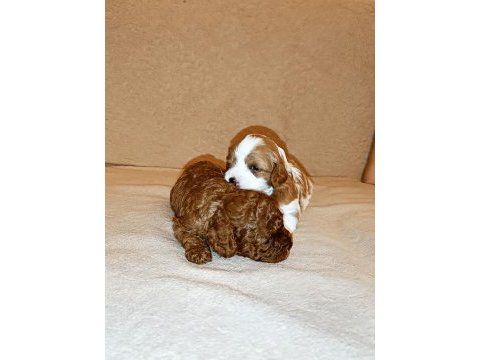 Toy poodle