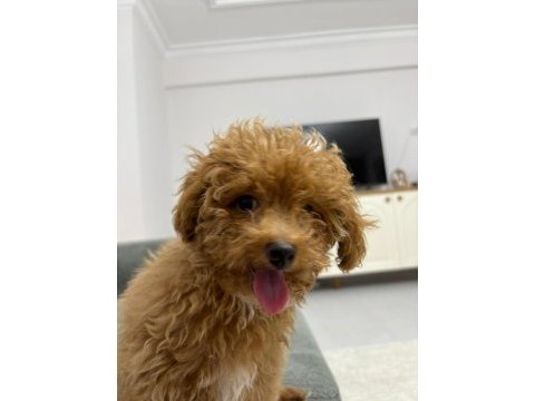3,5 aylık dişi toy poodle