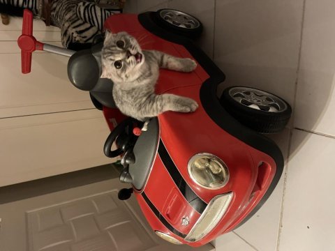 Yavru scottish fold