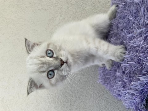 2.5 aylık scottish fold oğlumuz