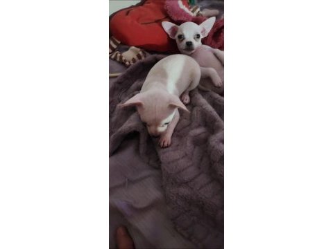 Orijinal elma kafa chihuahua yavruları bir dişi ve bir erkek