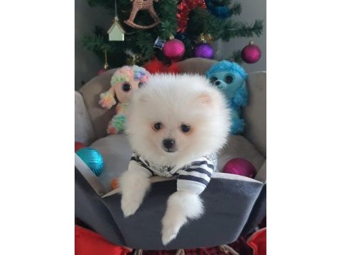 Beyaz prens mikro pomeranian 