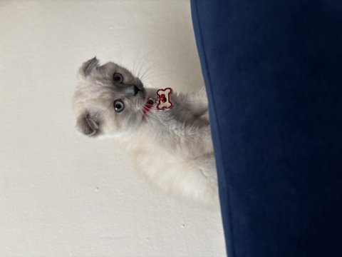 Scottish fold blue point 3 aylık kedimiz