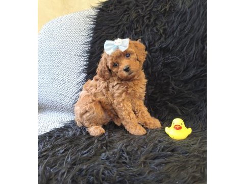 Peluş bir poodle kız