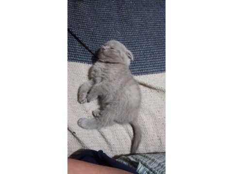 Minik scottish fold erkekler 2 aylık oldular