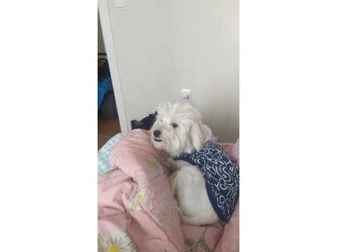 Maltese terrier köpeği