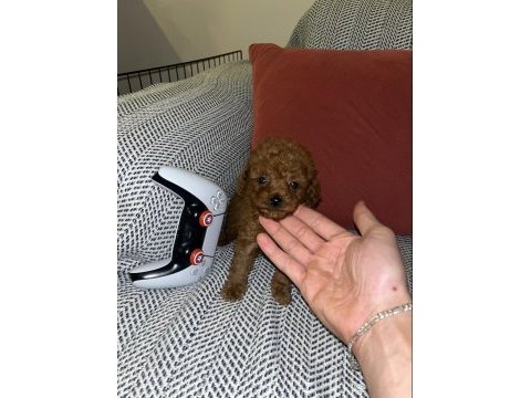 Uygun anne altından toy poodle bebekler