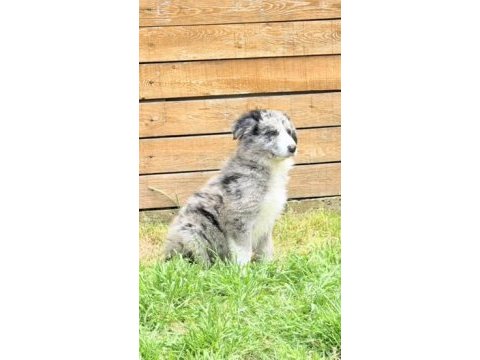Zeka ve eğlence merle renk border collie yavrular