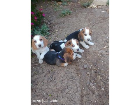 Safkan beagle yavrularımız
