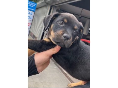 Son kalan dişi rottweiler yavrumuz
