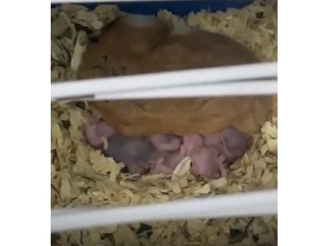 Hamster yavruları