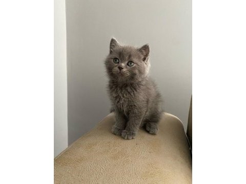 Safkan ırk sağlık garantili british longhair