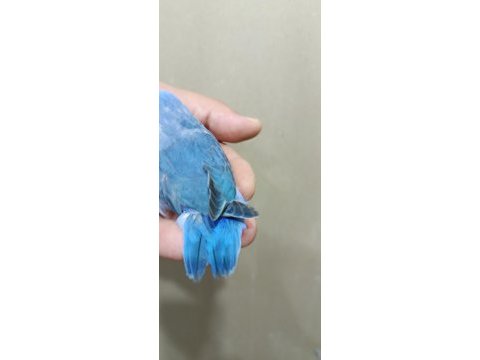 Erkek mavi forpus cep papağanı