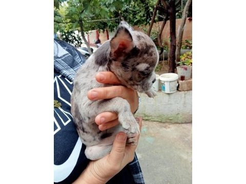 Merley french bulldog yavrular kalite