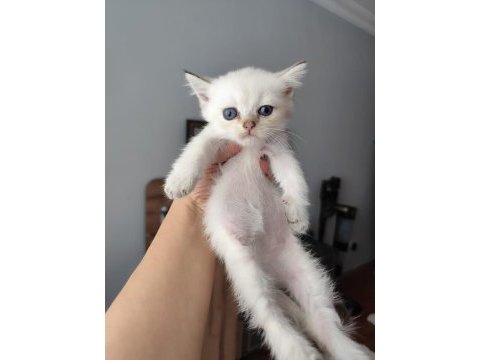 Evinizin yeni üyesi olacak minnoş kediler