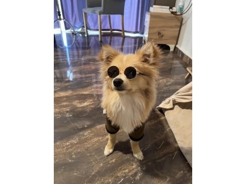 Pomeranian spitz sahiplendirme