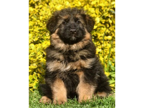 Alman çoban köpeği yavruları