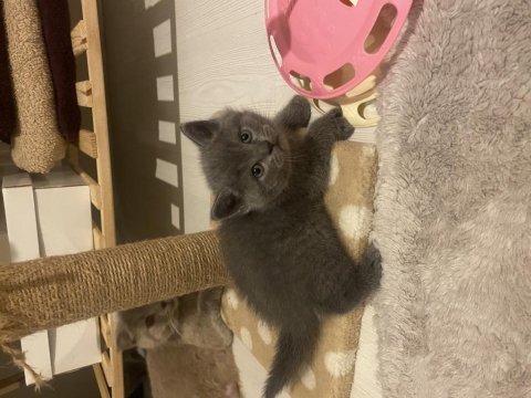 British shorthair yavrularımız yeni yuvalarını bekliyor