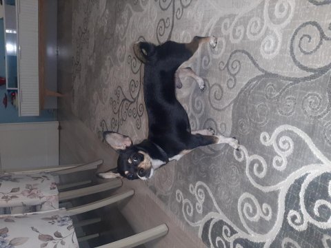 7 aylık chihuahua erkek küçük ırk siyah renk
