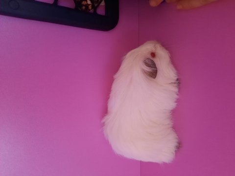 Sheltie ginepig yavrumuz