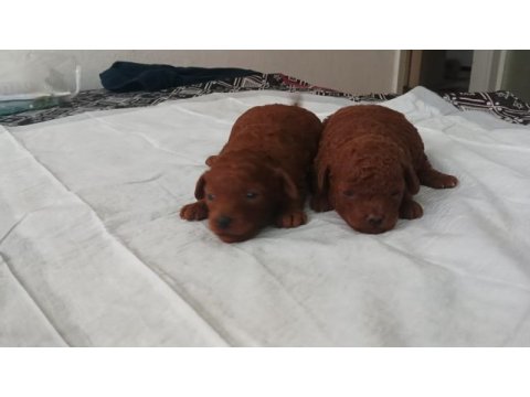Dark brown poodle yavrularımız