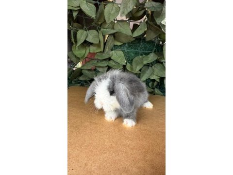 Safkan hollanda lop ve cüce tavşan yavrular