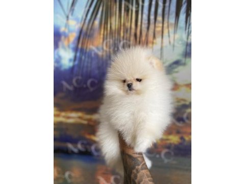 Garantili teacup teddy pomeranian