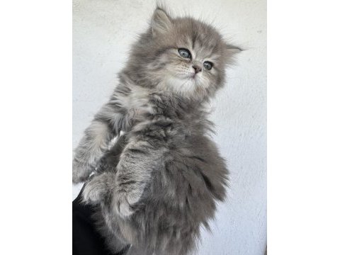 50 günlük british longhair