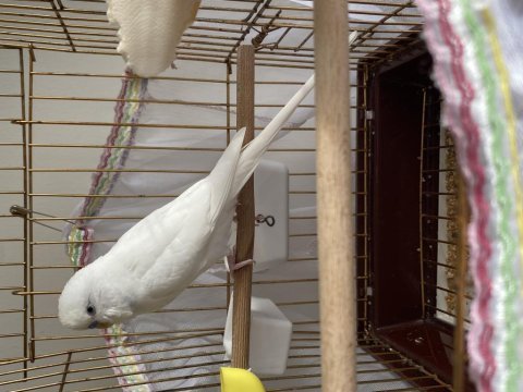 Erkek albino muhabbet eşe hazır