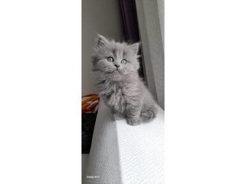 British longhair