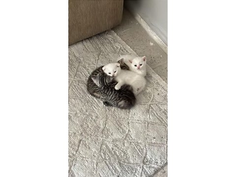 2 yavru kedimiz kaldı