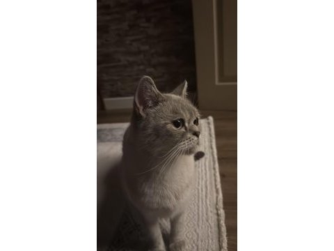 Kedimiz mia çok acil yeni yuvasını arıyor