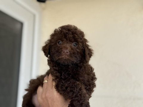 Petmode köpek çiftliğinden chocolate toy poodle