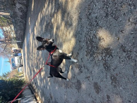 Eğitimli oyuncul pinscher