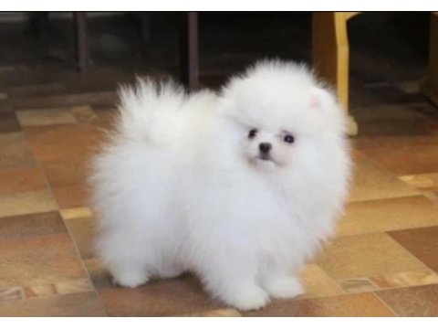 Pomeranian boo yavrularımız